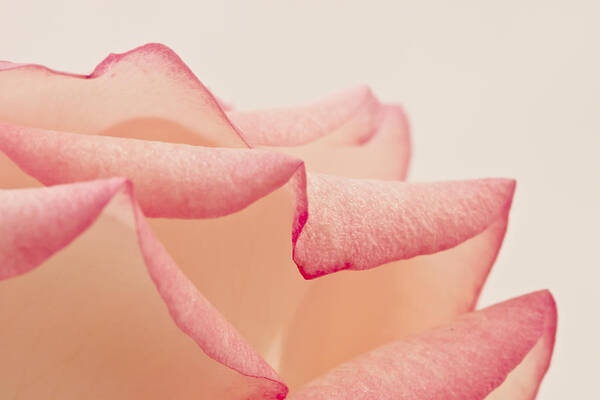 Pink Rose Poster featuring the photograph Pink Rose Petals Up Close by Sandra Foster
