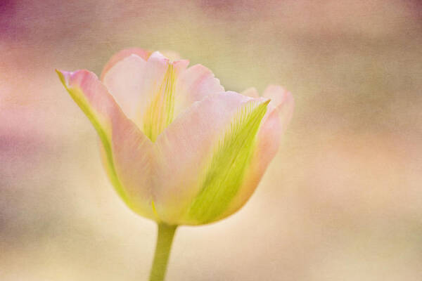 Tulip Poster featuring the photograph Pink Spring Dreams by Mary Jo Allen