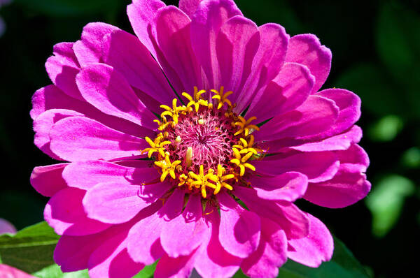 Zinnia Poster featuring the photograph Pink Zinnia by Tikvah's Hope