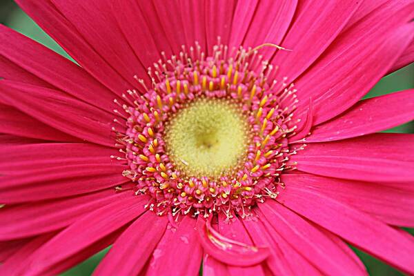 Pink Poster featuring the photograph Pinks A Daisy Fireworks by Sarah E Kohara
