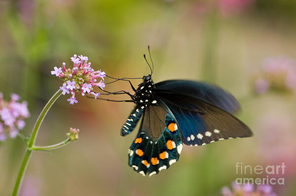 Battus Philenor Poster featuring the photograph Pipevine Swallowtail by Oscar Gutierrez