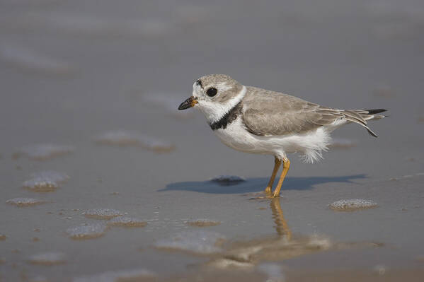Feb0514 Poster featuring the photograph Piping Plover Wading Texas by Tom Vezo