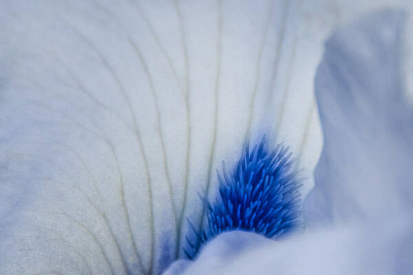 Iris Poster featuring the photograph Pistil Pastels by Larry Goss