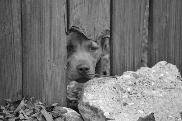 Black And White Poster featuring the photograph Pit Bull Black and White by Kim Stafford