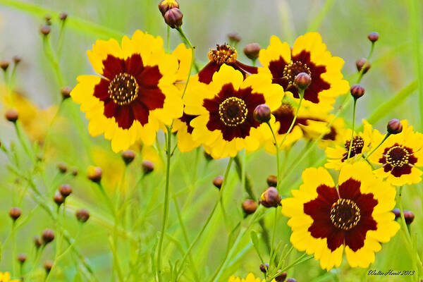 Plains Coreopsis Poster featuring the photograph Plains Coreopsis by Walter Herrit