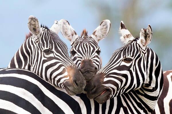 Africa Poster featuring the photograph Plains Zebra by Peter Chadwick/science Photo Library