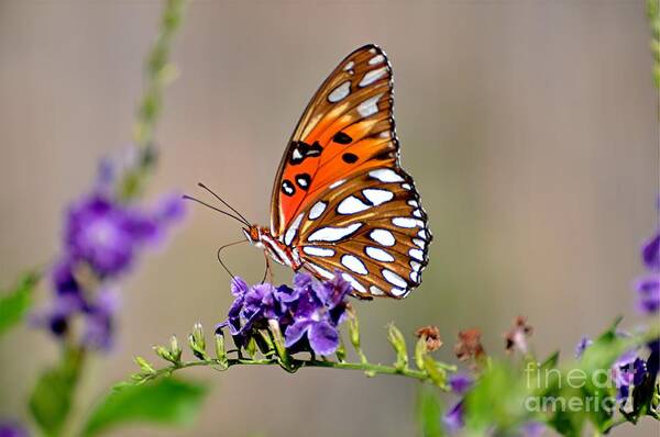 Butterfly Bush Poster featuring the photograph Plant it they will come by Davids Digits