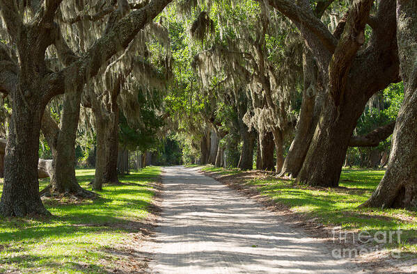 Spanish Moss Poster featuring the photograph Plantation Road by Louise Heusinkveld
