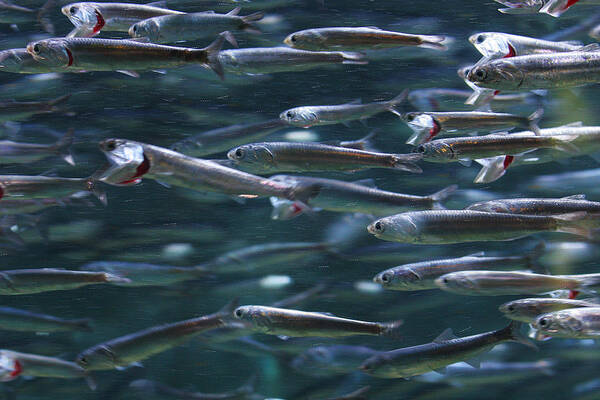 Fish Poster featuring the photograph Plenty Of Fish In The Sea by Robert Woodward