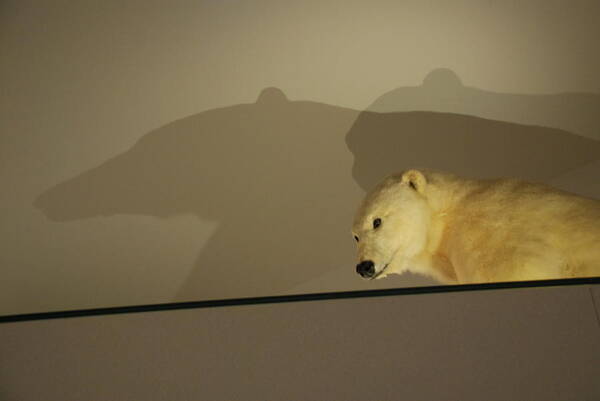 Natural History Poster featuring the photograph Polar Bear Shadows by Kenny Glover