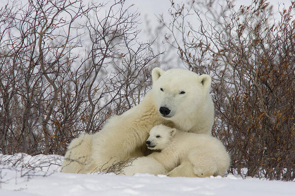 Feb0514 Poster featuring the photograph Polar Bear With Cub Churchill Canada by Matthias Breiter