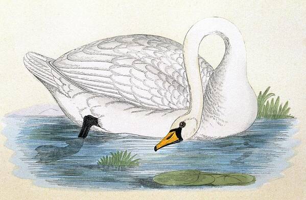Polish Swan Poster featuring the photograph Polish Swan by George Bernard/science Photo Library