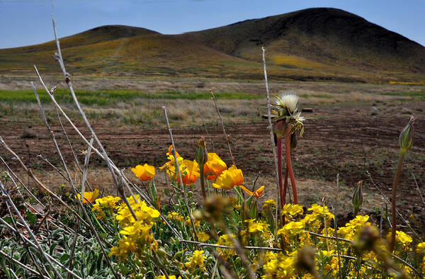 Mountain Photography Poster featuring the photograph Poppies in the field Chiracahua Mountains by Diane Lent