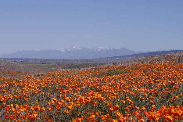 Poppy Land Poster featuring the photograph Poppy Land by Ivete Basso Photography