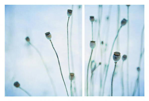 Seeds Poster featuring the photograph Poppy Seed Pods by Theresa Tahara