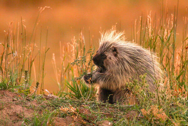 Poster featuring the photograph Porcupine by Kevin Dietrich