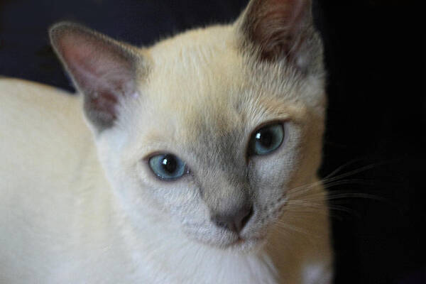 Animal Poster featuring the pyrography Portrait Blue Eyed Kitten by Linda Phelps