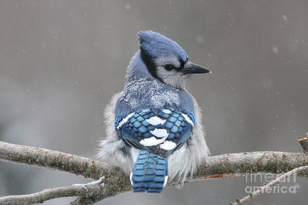 Blue Jay Poster featuring the photograph Posing in the Storm by Jayne Carney