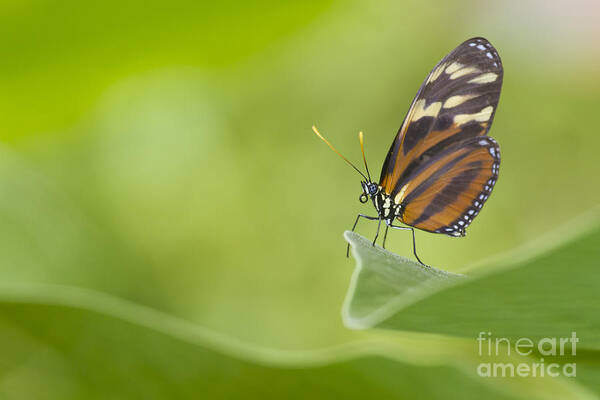 Butterfly Poster featuring the photograph Postman on a Leaf by Bryan Keil