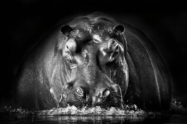 Hippo Poster featuring the photograph Power by Gorazd Golob