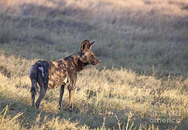 Wild Dog Poster featuring the photograph Pregnant African Wild Dog by Liz Leyden