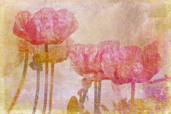 Poppy Poster featuring the photograph Pretty Poppy Garden by Peggy Collins