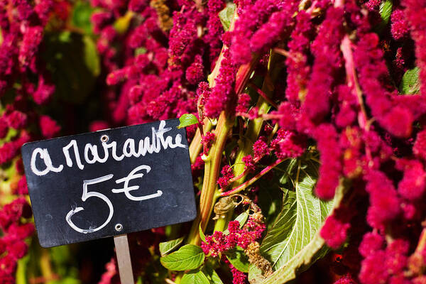 Photography Poster featuring the photograph Price Tag On Amaranth Flowers by Panoramic Images