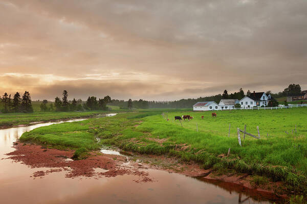 Domestic Animals Poster featuring the photograph Prince Edward Island, Canada by Benedek