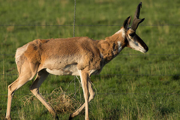 Pronghorn Poster featuring the photograph Pronghorn Fenceline by John Daly