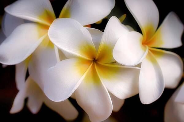 Plumeria Poster featuring the photograph Pua Melia Ke'oke'o by Jade Moon 