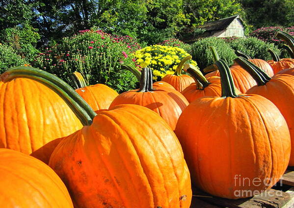 Pumpkins Poster featuring the photograph Pumpkins for Sale by Cynthia Clark