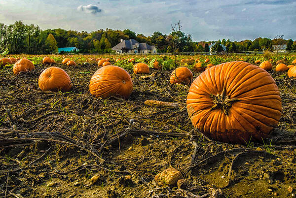 Fall Poster featuring the photograph Pumpkins Picking by Louis Dallara