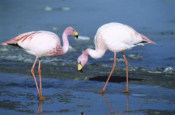 Feb0514 Poster featuring the photograph Puna Flamingo Feeding In Laguna by Tui De Roy