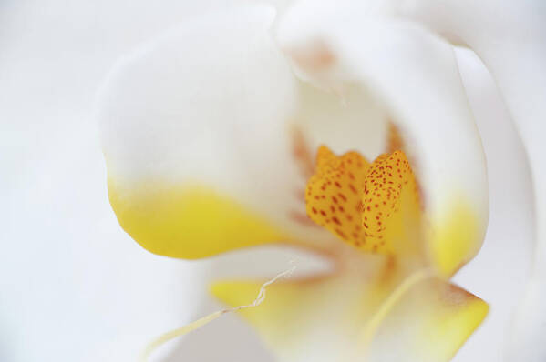 Flower Poster featuring the photograph Pure White by Sebastian Musial