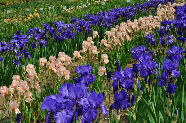 Iris Poster featuring the photograph Purple and Peach Iris by Diane Lent