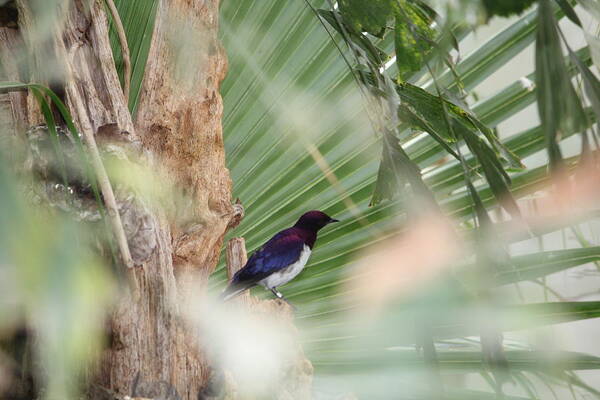 Purple Poster featuring the photograph Purple birs in trees by Denise Cicchella
