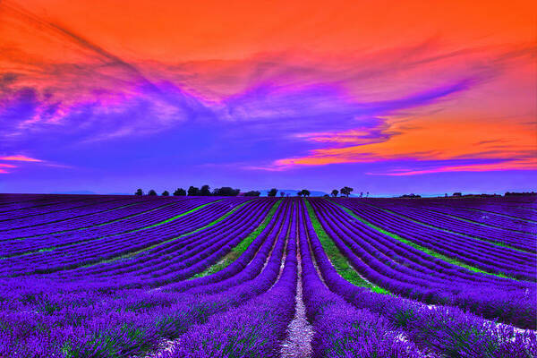 Provence Poster featuring the photograph Purple Dream by Midori Chan