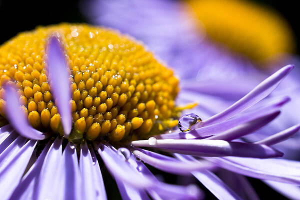 Aster Poster featuring the photograph Purple Drop by Priya Ghose