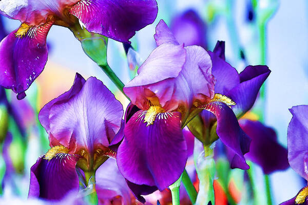 Iris Poster featuring the photograph Purple Iris Garden by Peggy Collins