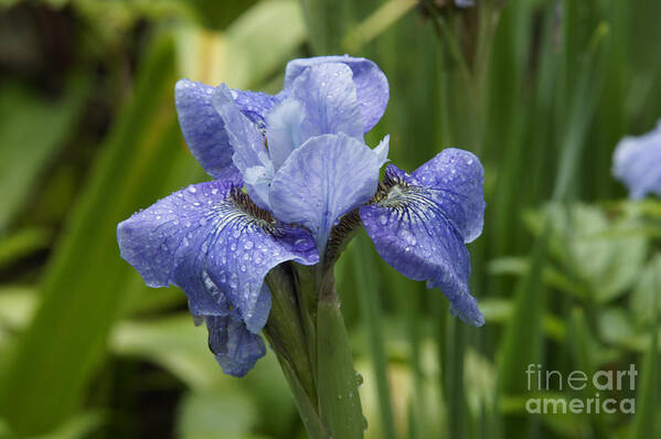 Flower Poster featuring the photograph Purple Iris by Tina Hailey