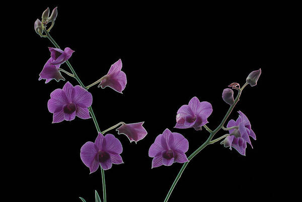 Orchid Poster featuring the photograph Purple Orchids On Black by Janice Adomeit