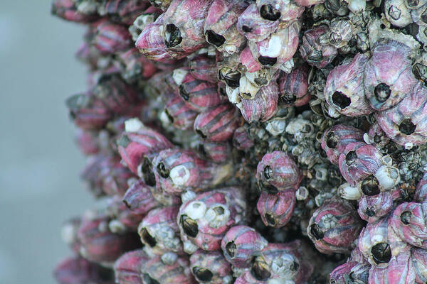 Purple Barnacle Clusters Poster featuring the photograph Purple Pier by Jessica Brown