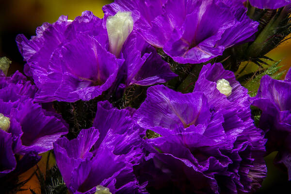 Flower Poster featuring the photograph Purple Statice by Ron Pate
