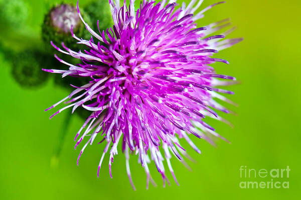 Wildflowers Poster featuring the photograph Purple Thistle by Gwen Gibson