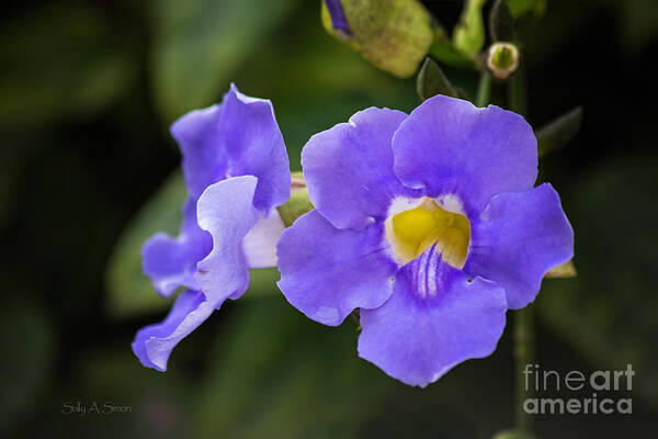 Flowers Poster featuring the photograph Purple Vine Flower by Sally Simon