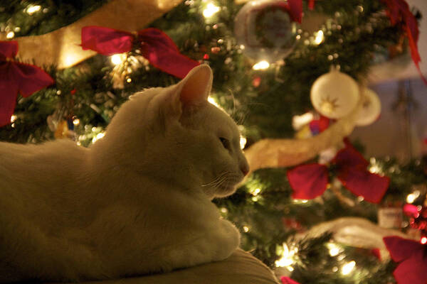 Christmas Poster featuring the photograph Purrfect Holidays by Valerie Pond