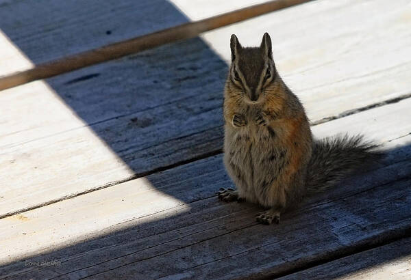 Squirrel Poster featuring the photograph Put Your Dukes Up by Donna Blackhall