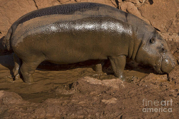 Pygmy Hippo Poster featuring the photograph Pygmy Hippo by Douglas Barnard