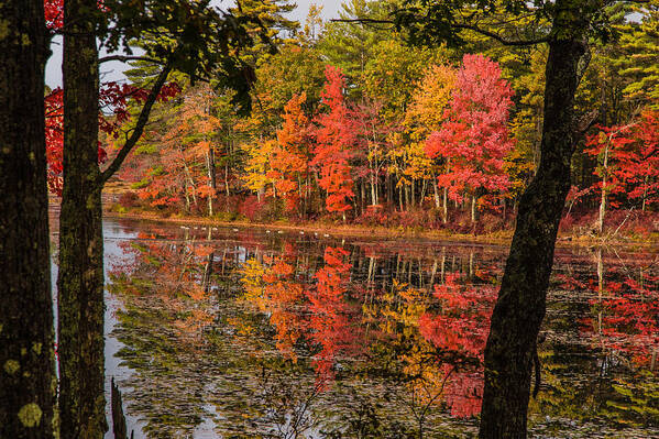 #foliage_reports Poster featuring the photograph Quabbin reservoir fall foliage by Jeff Folger
