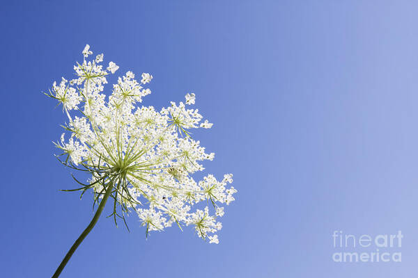 Queen Anne's Lace Poster featuring the photograph Queen Anne's Lace by Patty Colabuono